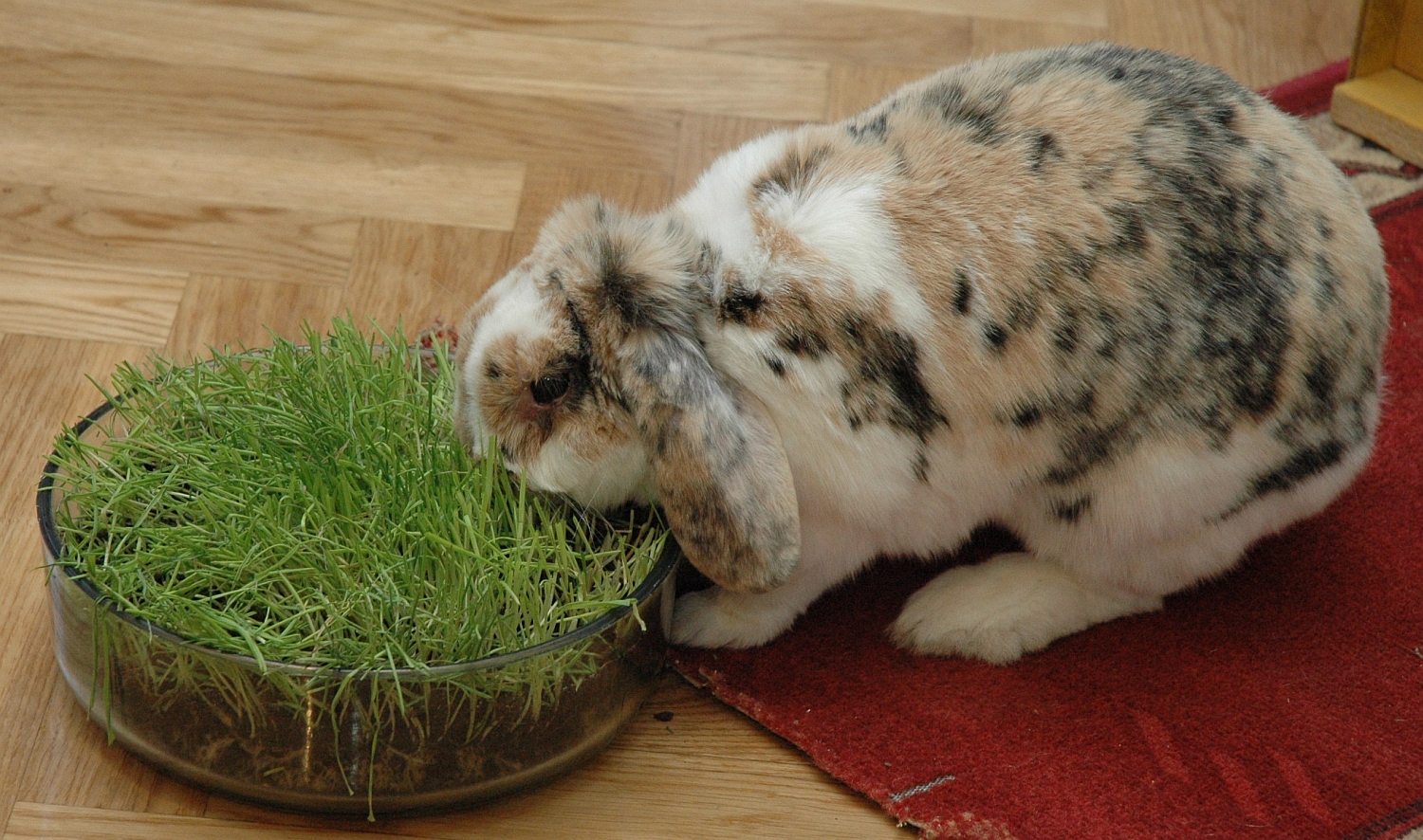 Mīļdzīvnieku izstāde Latvijas dabas muzejā