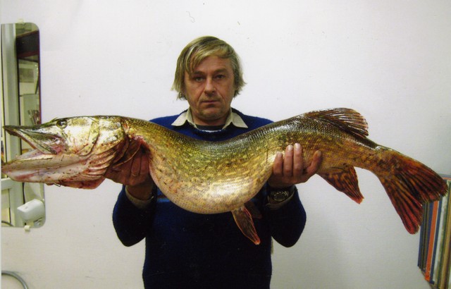 Līdaka no Abavas dzelmes pie Sabiles