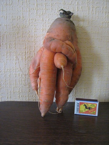 Šīs vasaras brašuļi