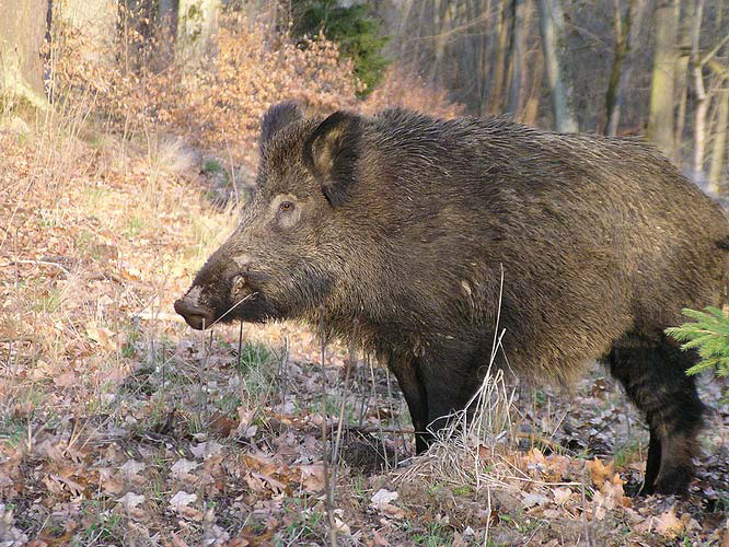Meža cūkas drīkstēs medīt līdz 29. februārim