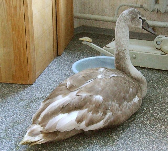 Nepārtaisiet gulbi par vistu!