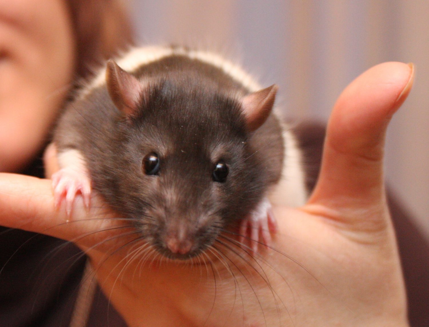 Sākas Zemes Žurkas gads!