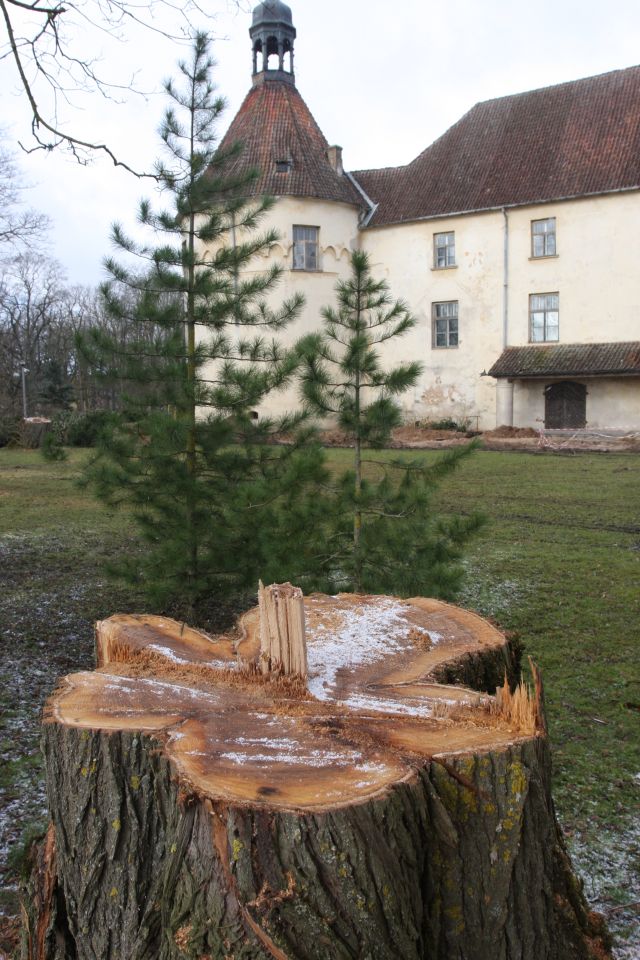 Jaunpilī nozāģējuši vecos kokus