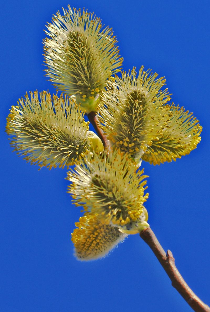 16. marts – Pūpolsvētdiena