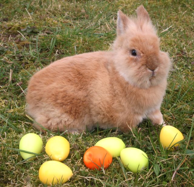 Lieldienas Pastariņa muzejā «Bisniekos»
