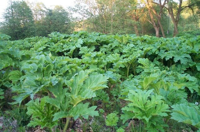 Zemītnieki cer uz asfaltētu ceļu un cīņu ar latvāņiem