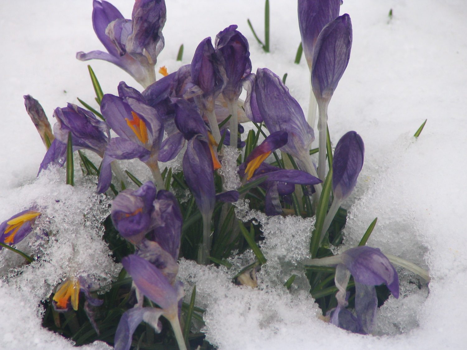 Šodien – pavasara Māras diena