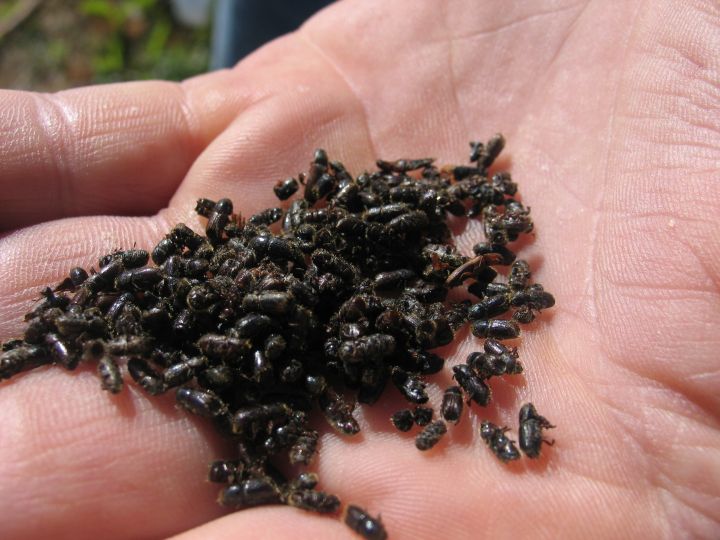 Kā apmānīt dzīvelīgo astoņzobu mizgrauzi?