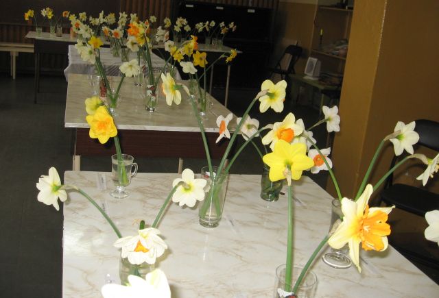 Narcišu izstāde Lanceniekos