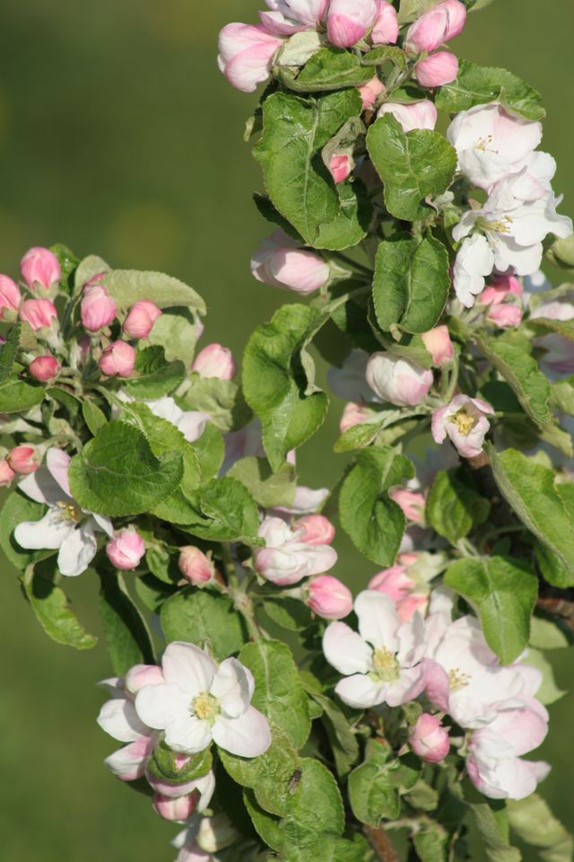 Maijs – dārzkopja visdarbīgākais mēnesis