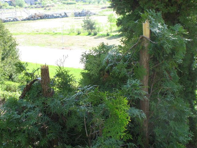 Nezināmi ļaundari apzāģējuši dzīvības kokus Kalna kapos