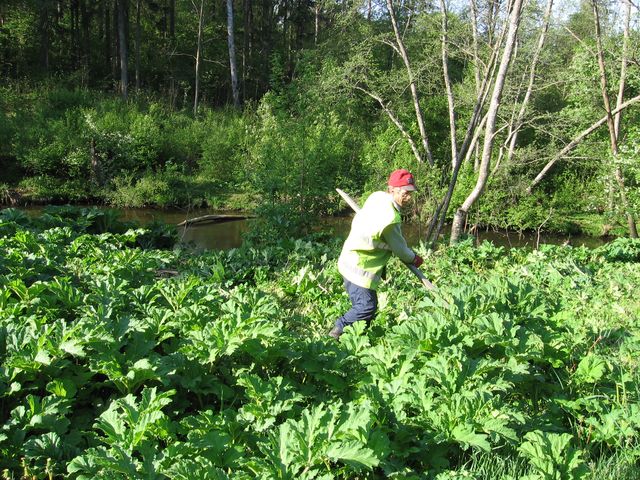 Latvānim deviņas dzīvības