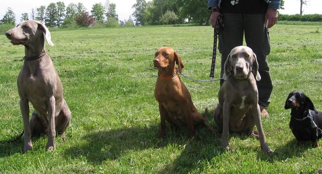 Medības bez suņu rejām nav medības