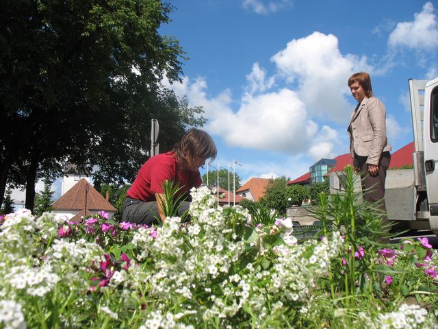 Stāda vasaras puķes