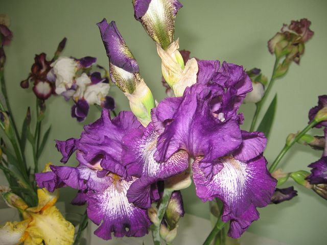 Īrisi, lefkojas un zemenes