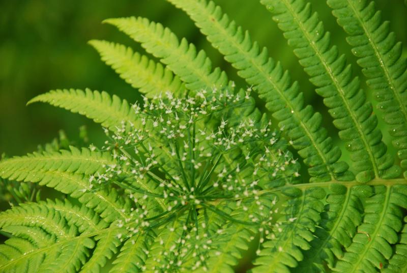 Sabiedrības Veselības aģentūra aicina līgot veselīgi