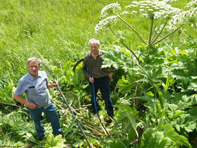 Latvāņus pļaus par valsts naudu (papildināts)