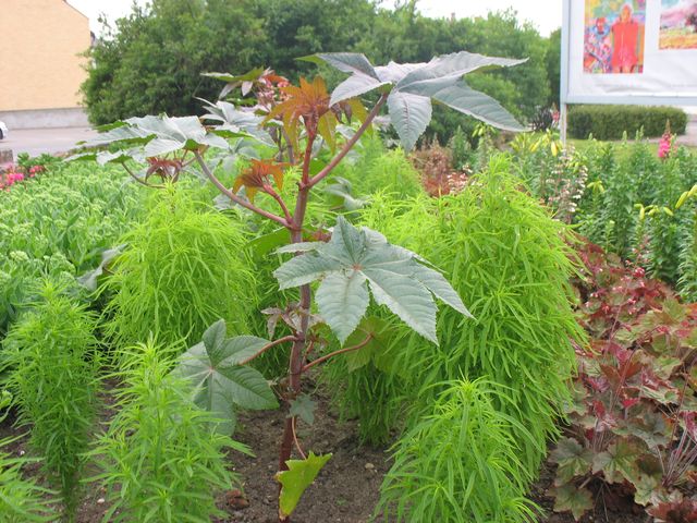 Kāpēc pilsētas puķu dobēs aug indīgais rīcins?