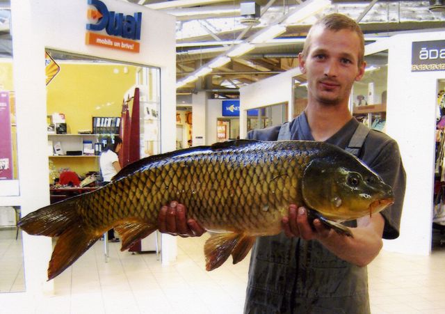 Karpām garšo arī kukurūza