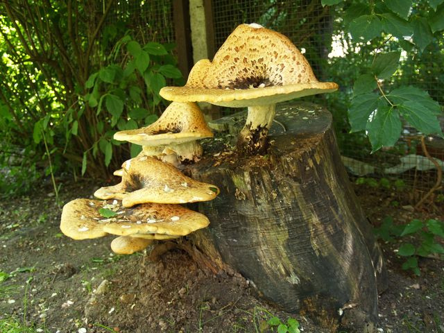 Nevis sēne, bet ēdama piepe