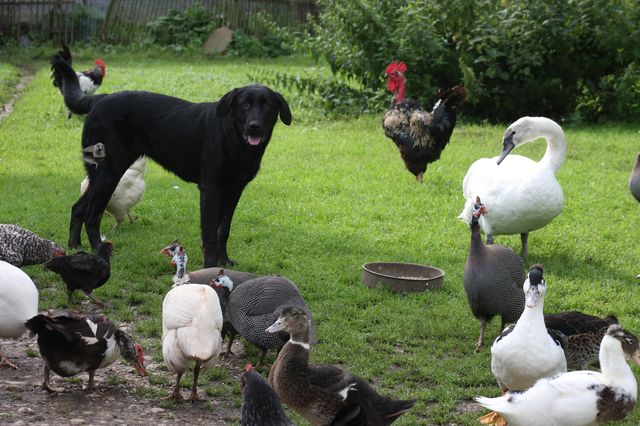 Gulbis «Mazveģu» sētā