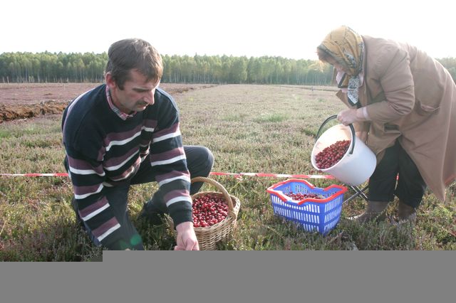 Dzērves neēd savas ogas – dzērvenes