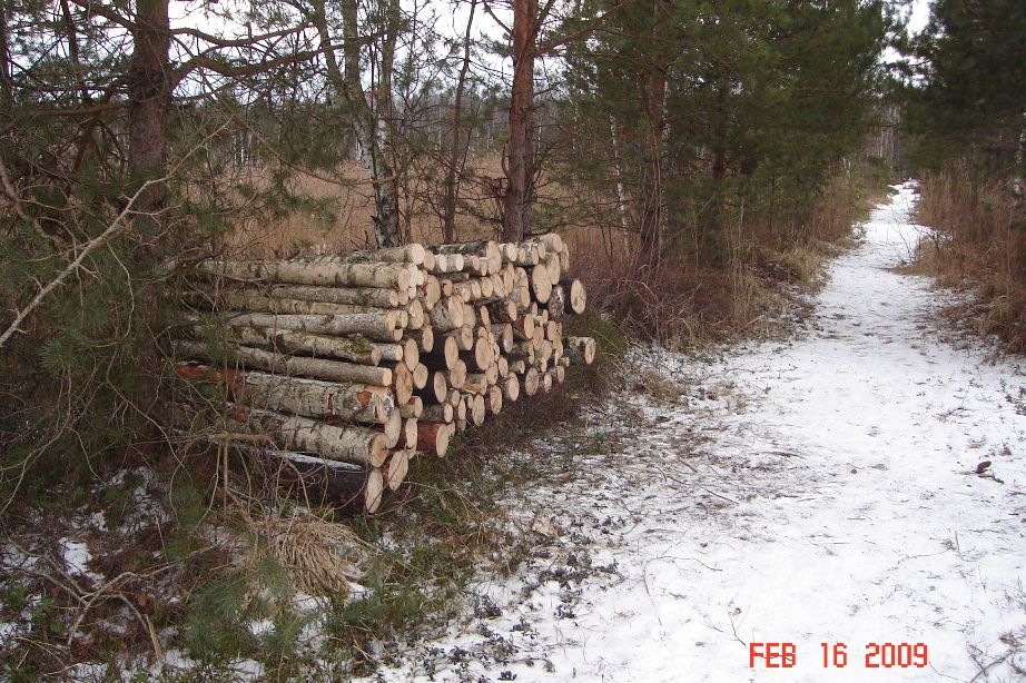 Aizturēti meža zagļi