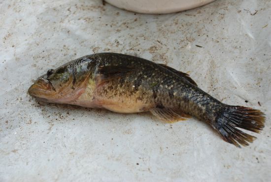 Ko darīt ar rotanu?