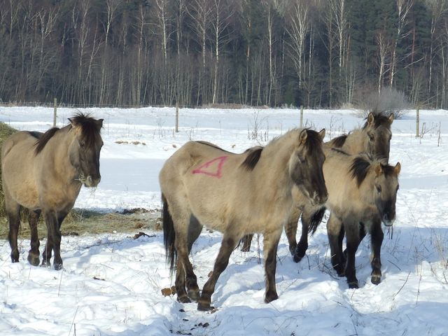 Slampē savvaļas zirgiem papildinājums