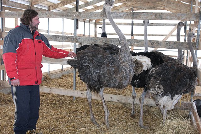 Latvijā lielākā strausu ferma tepat, Smārdē