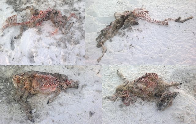 Vānē suņi saplosa astoņas stirnas