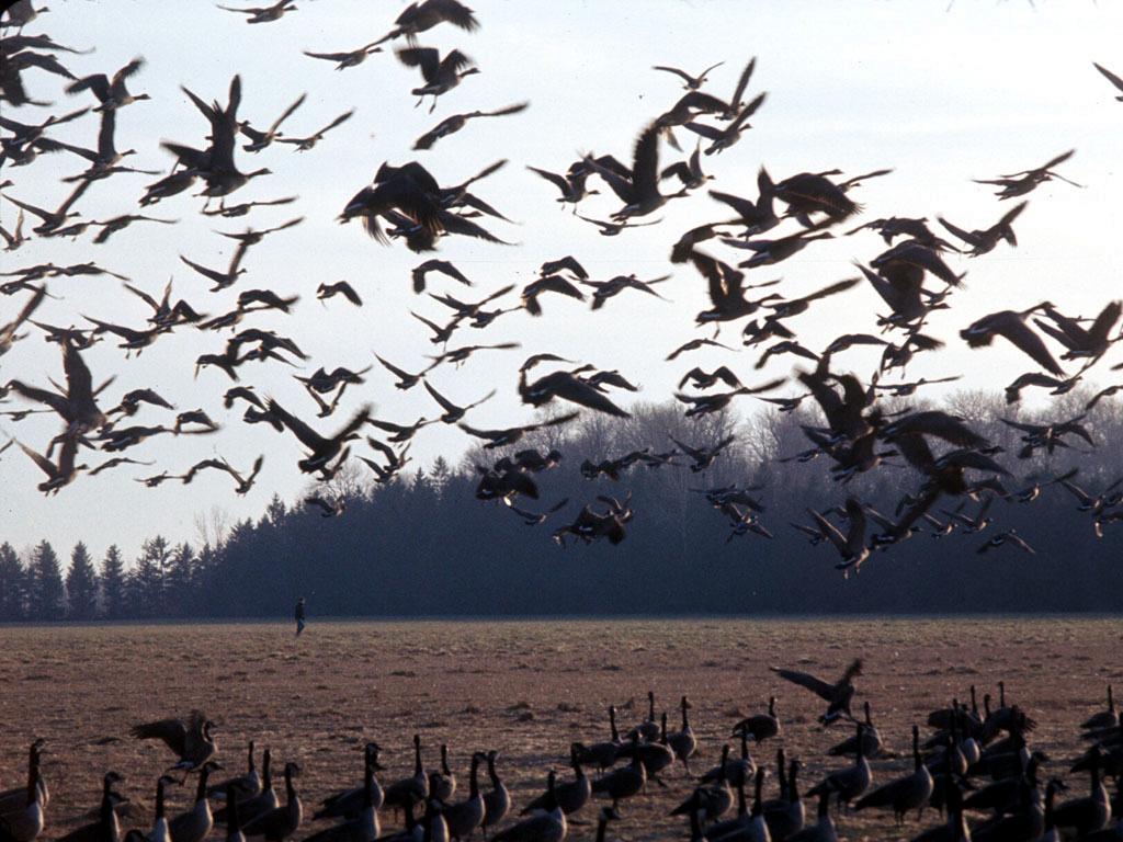Piedalies Putnu dienu pasākumos