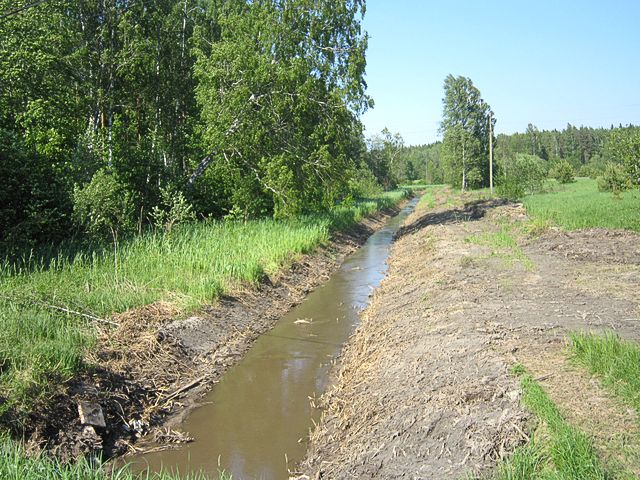 Tīra Skujupītes gultni