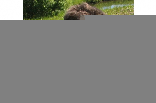 Meli domāti vājajiem