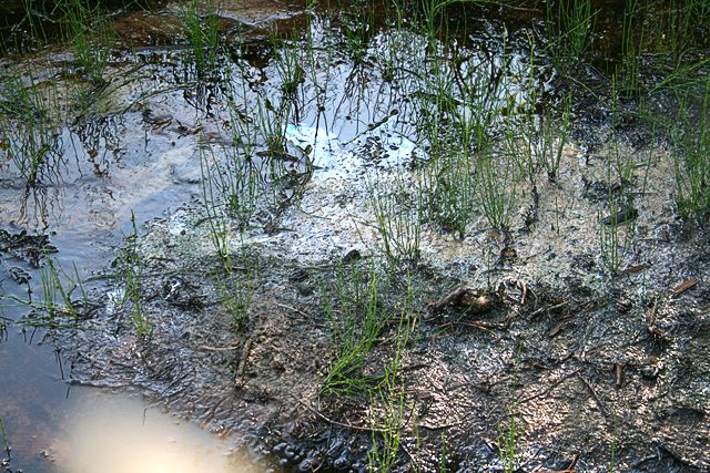 Kāpēc Milzkalnes dīķī ūdens kļuvis tumšāks?