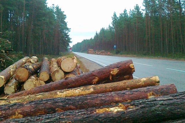 Kāpēc Slokas – Talsu ceļa malā jūrmalā izzāģē kokus?