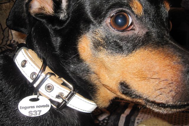 Engurē divu nedēļu laikā kopš iegādes jāreģistrē suņi