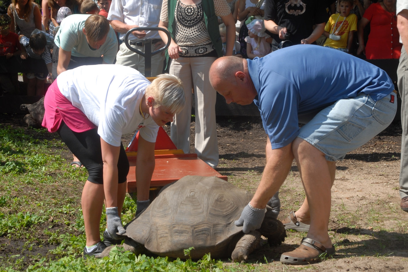 Rīgas ZOO – Galapagu bruņrupuču svēršana