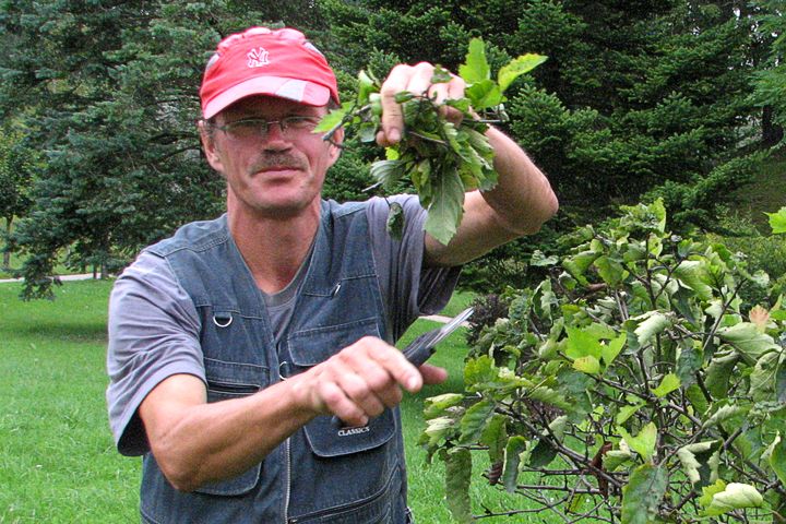 Kandavā sācis strādāt pieredzējis dārznieks
