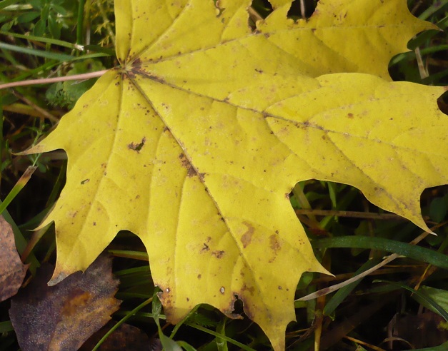 Iestājas astronomiskais rudens