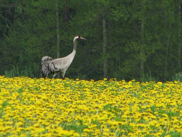 Jaunpilnieki svin Ģimenes dienu