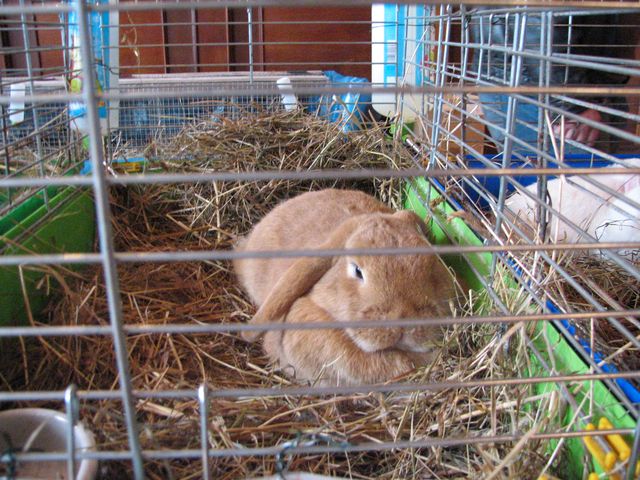 Kandavā visi mūsu mīluļi vienuviet