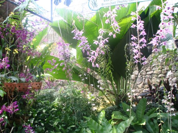 Smaidu zeme- Taizeme