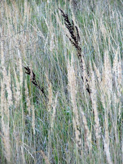 Vēl rudens…Vēlrudens