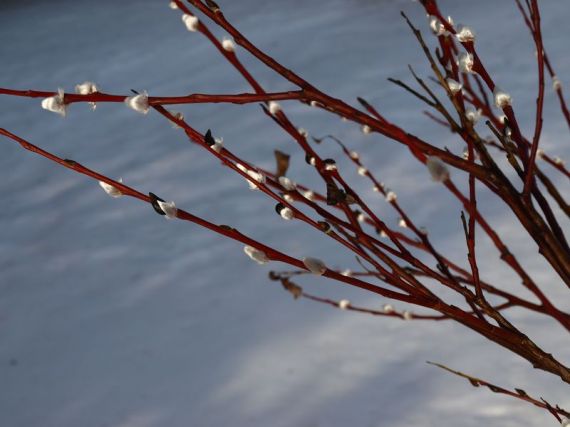 Ķesterciemā jau pūpoli zied