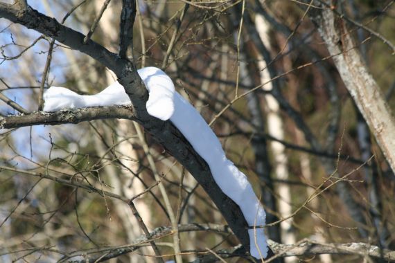 Ziemas trollīši atkāpjas!