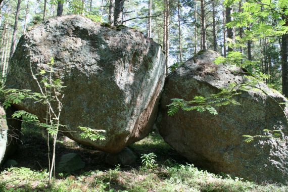 Pūpēži un citas sēnes