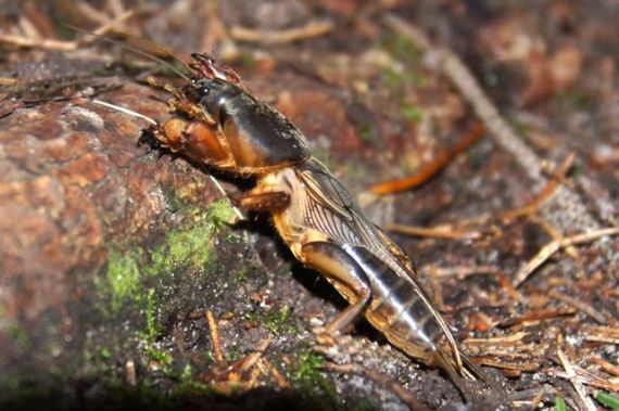 Tikšanās ar zemes vēzi un citiem rāpuļiem
