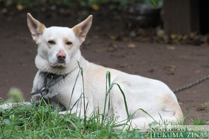 Tukuma dzīvnieku patversmē