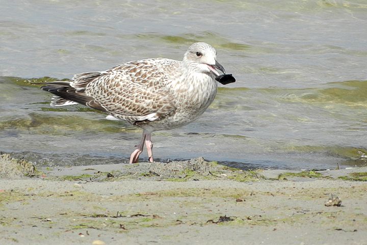 Aicina piedalīties putnu vērošanas dienās